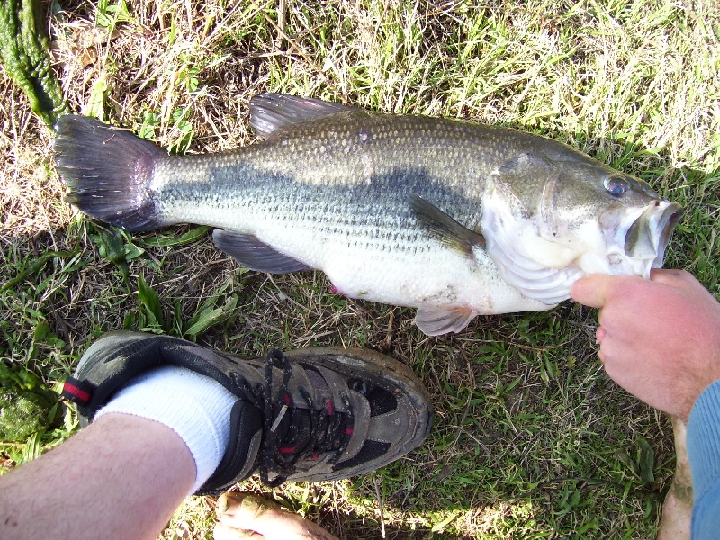 my old record near New Douglas