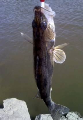 sauger near Cisco