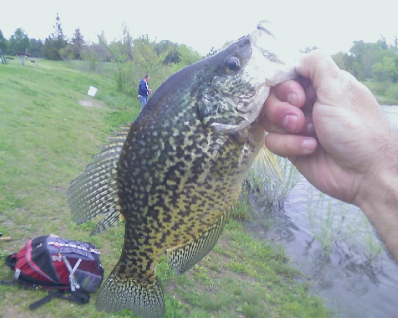 13.5 inch Crappie near Cherry Valley
