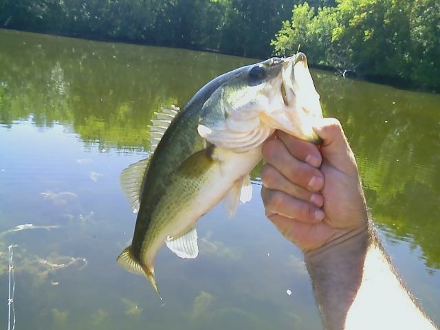 2.0 Largemouth near Cherry Valley
