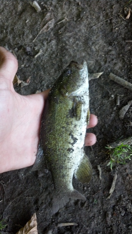 1st Rock Bass near Sugar Grove