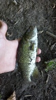 Kish river trip 1 Fishing Report