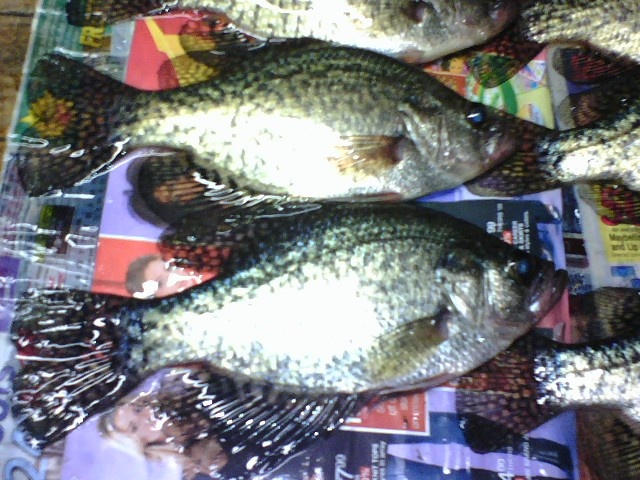 North Henderson fishing photo 0