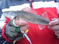 lock 22 Fishing Report