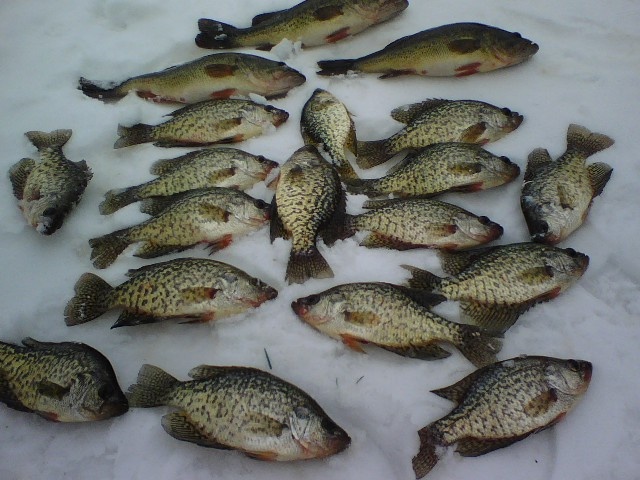 ice fish near Toulon