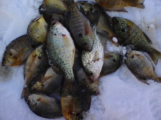 More then gills near Kewanee