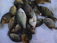 johnson-sauk trail park, il Fishing Report