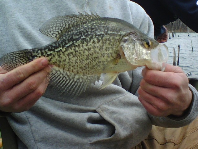 crappie near Elmwood