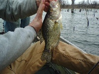 crappie Fishing Report