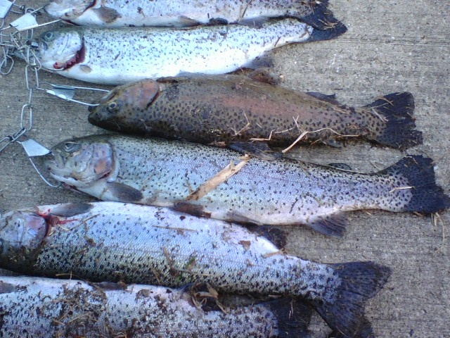 Bureau Junction fishing photo 4