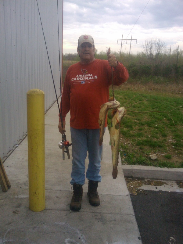Bowfin in KY near Brookport