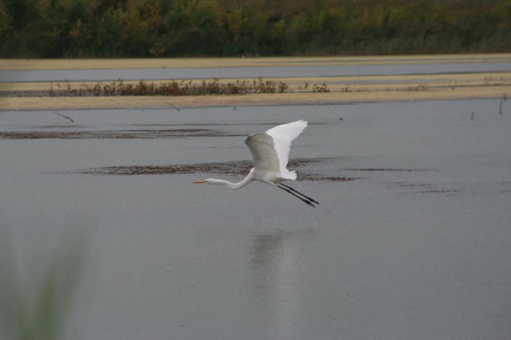 Egret near Glasford
