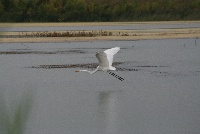 Banner Marsh