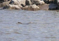 Edwards River