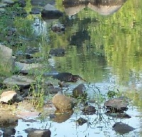 Mazon River