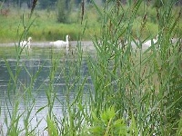Rice Lake